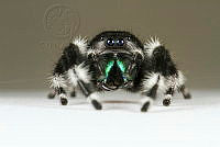 MASM08113 Phidippus audax.jpg