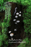 MN6PyH0088 Chlorophyllum olivieri.jpg