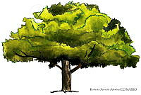 RAA0118 Schinus terebinthifolius.jpg