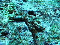 VDLCF0533 Copidaster lymani.jpg