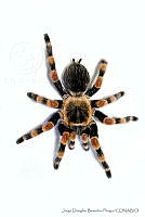 JDBP0075 Brachypelma smithi.jpg