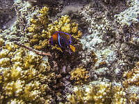 JJRR055 Holacanthus passer.jpg