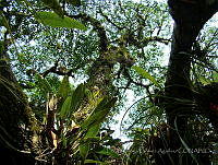 LRGA026 Rhizophora mangle.jpg