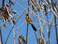 CGL1223 Icterus cucullatus.jpg