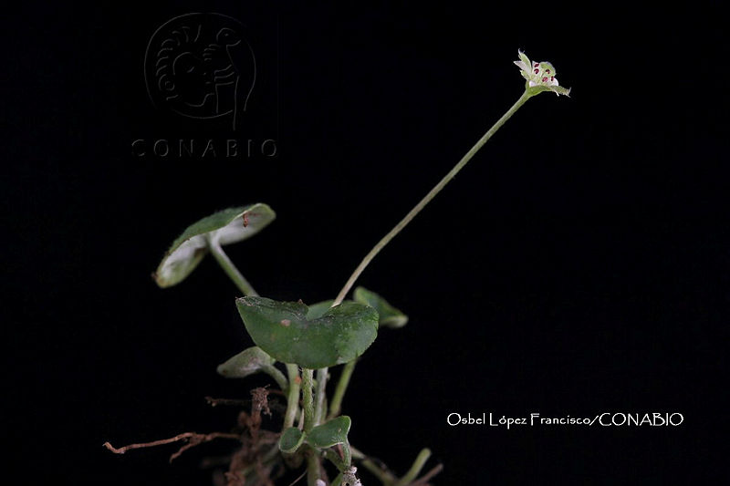 Zongo%202513%20Dichondra%20sericea.jpg.nSi586P1McGNlUVjQA3g0JtbmFja29CbnFuZ3NAbXJ6LGtwZwA.9PIRDtTLTG