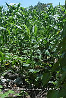 SG019 0263 Cucurbita, Zea, Carica.jpg