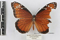 JF018 0370 Danaus eresimus montezuma.jpg