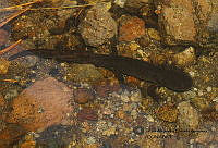 RACA 0020 Ambystoma leorae.JPG