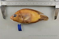 JARR0926 Amphilophus trimaculatus.jpg