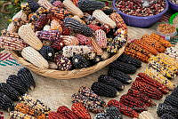 IMDOC3712 Zea mays.jpg