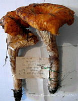 CBA0010 Gomphus floccosus.JPG