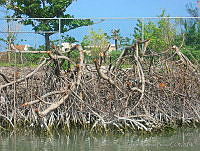 SCB0006 Rhizophora mangle.jpg