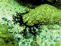 CMGV0023 Holothuria inornata.jpg