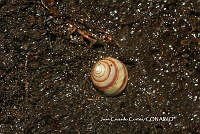 JCC0402 Helicina delicatula.JPG