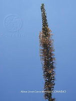 AJGM0334 Agave stricta.JPG