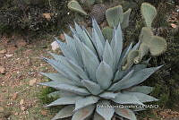 PNQ 0049 Agave applanata.jpg