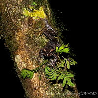 MAM03 Triprion spinosus.jpg