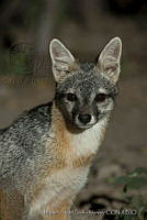 MASM04073 Urocyon cinereoargenteus.jpg