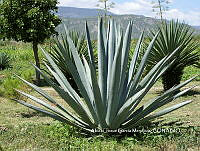 AJGM0006 Agave americana var. oaxacensis.JPG