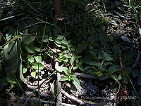 FCM300 Mecardonia procumbens.jpg