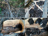 FN005 9 063 Perturbación antropica (tala y extracción de miel).jpg