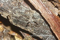 JCC0177 Gryllidae.JPG