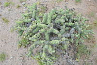 LI005 0035 Cylindropuntia fulgida.jpg
