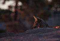 MASM00789 Canis latrans.jpg