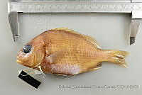 RQTG1359 Anisotremus caesius.jpg