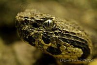 EGP0107 Metlapilcoatlus occidus.jpg