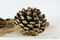MASM06774 Pinus oocarpa.jpg
