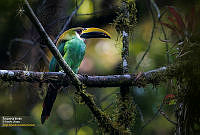 75_CHIS_fotografias%2Ffauna%2Fadulto%2F2016-02-27_154246_7554.jpg