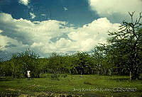 4525 Crescentia alata.jpg