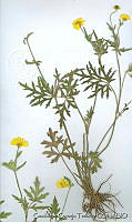 GCT0188 Ranunculus petiolaris var. arsenei.jpg