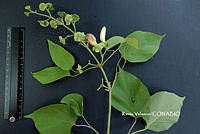 ME010 KV 01253 Amphilophium paniculatum.JPG