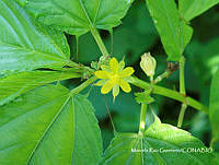 MRG-2017-788 Corchorus olitorius (MEGA-10oct17-h).JPG