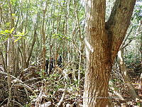 UM001 0228 Laguncularia racemosa, Rhizophora mangle.jpg