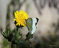 Pieris rapae rapae(Miguel Rivas).jpg
