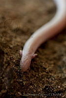 IDG0707 Bipes biporus.jpg