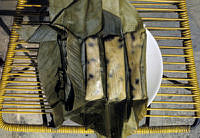 EHX0613 Zea mays.JPG