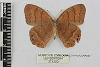 JF018 0495 Cyllopsis pyracmon pyracmon.jpg