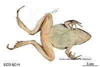 ME006 rep 0001 Lithobates brownorum - (Sanders, 1973).jpg