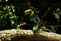 CEOV0202 Ramphastos sulfuratus.jpg