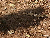 MAGB 0022 Ctenosaura pectinata.JPG