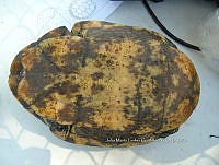 NE017 348 Trachemys venusta.jpg