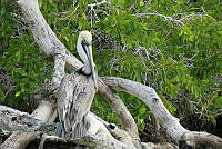 TM03 Pelecanus occidentalis.jpg