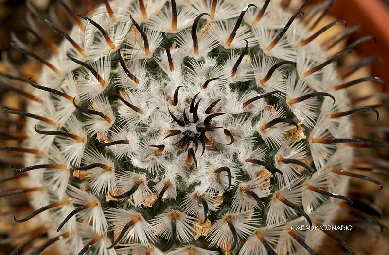 3R%2001122%20Mammillaria%20perezdelarosae%20ssp.%20perezdelarosae.jpg.kSiZofbzMXXdV2djQA3g0JtbmFja29CbnFuZ3NAbXJ6LGtwZwA.N dDp7WBS7
