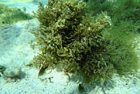 BDP0141 Sargassum fluitans.jpg