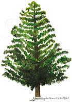 RAA0105 Pinus patula.jpg