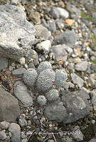 CAR 0069 Mammillaria pottsii.jpg